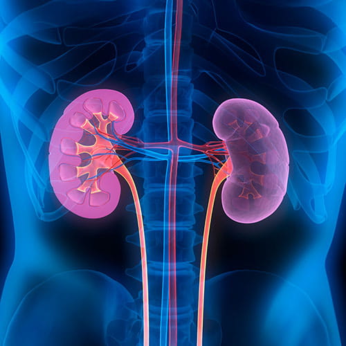 kidney image