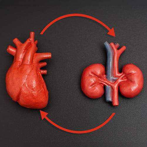 heart and lungs